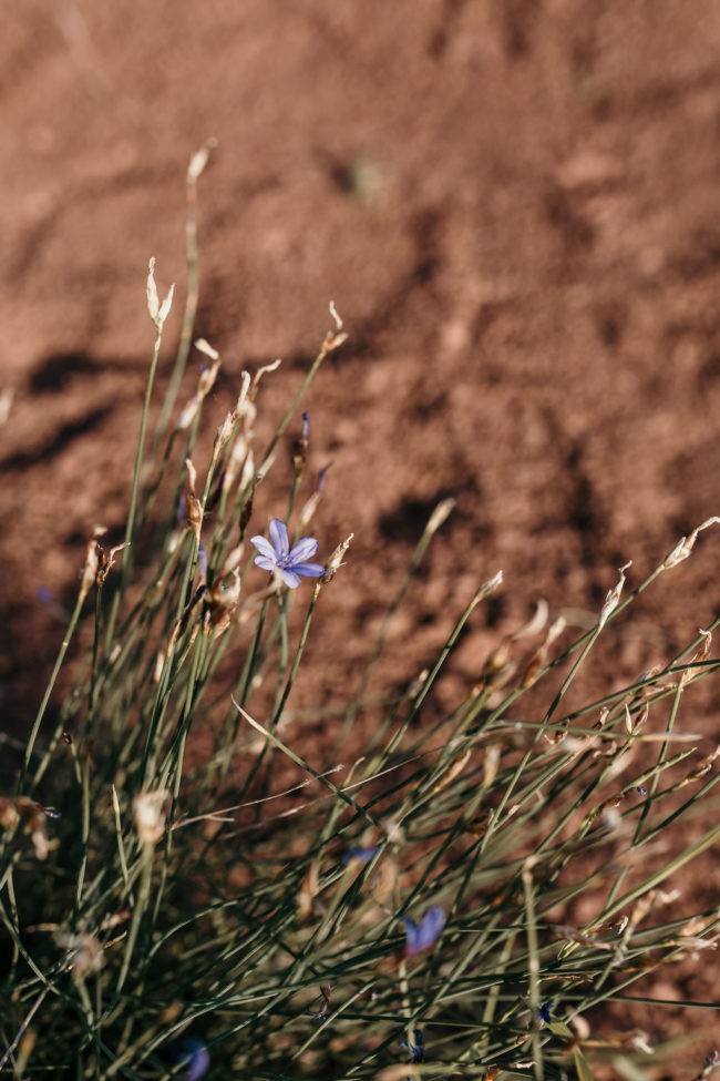 elopment mariage nature languedoc