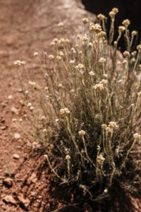mariage nature montpellier sud de france